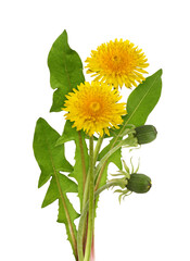 Yellow dandelion flowers and leaves in a floral arrangement isolated on white or transparent background
