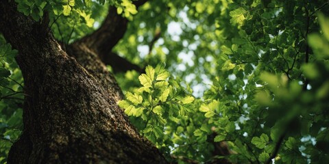 Fototapeta premium Tall Green Tree in Forest Scene
