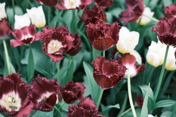 A bunch of red flowers with white flowers in the background