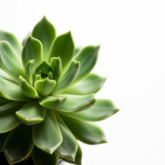 Obraz premium aloe vera plant