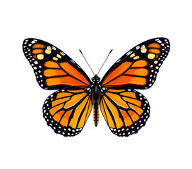 Fototapeta premium Orange Butterfly, Isolated Transparent Background, Tropical Design Element