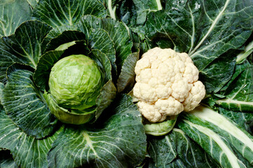 Vegetable, water drops on cabbage and cauliflower