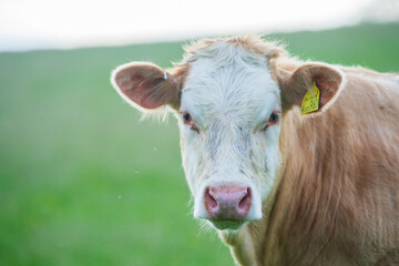 portrait of a cow