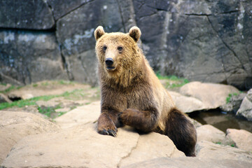 Brown Bear Ursus arctos