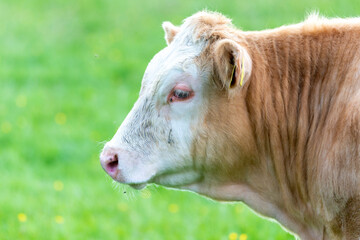 cow in a field