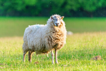 Naklejka premium sheep in the grass
