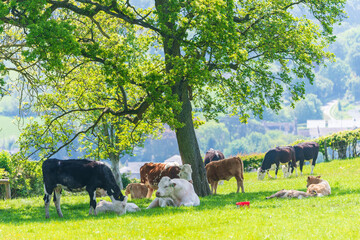 cows in the meadow
