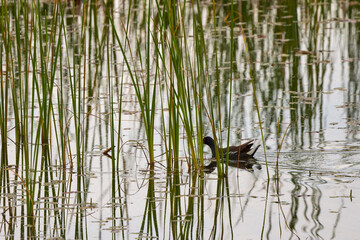 Picture of a common gallinule on lake