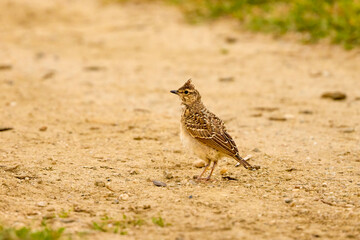 a (Galerida cristata) sitting on the ground on a cloudy spring day