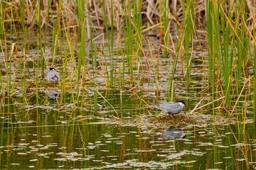 (Sterna hirundo), sitting on a nest on a lake during the nesting season