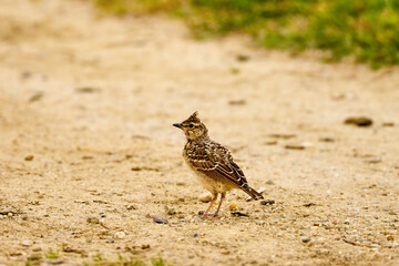 a (Galerida cristata) sitting on the ground on a cloudy spring day