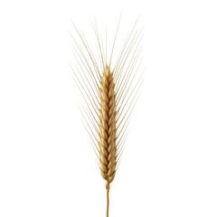 Fototapeta premium A detailed close-up of a golden wheat stalk, highlighting the intricate grains and texture under perfect lighting.