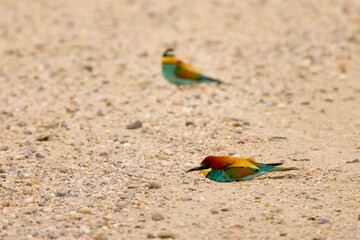 (Merops apiaster) sitting on the ground and preening their feathers