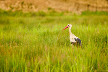 a stork sitting in the grass looking for food