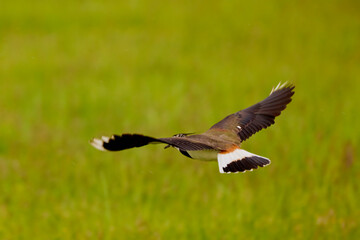 (Vanellus vanellus) seen from behind in flight