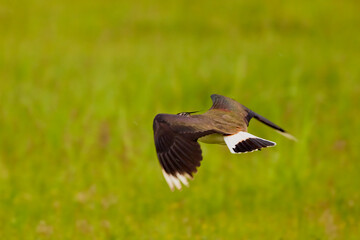(Vanellus vanellus) seen from behind in flight