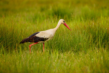 a stork sitting in the grass looking for food