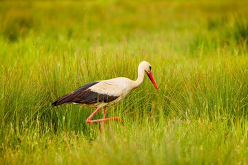 a stork sitting in the grass looking for food