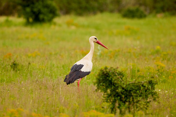 a stork sitting in the grass looking for food