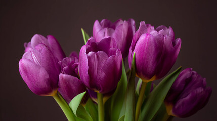 Fototapeta premium Vibrant purple tulip bouquet in full bloom, clean studio lighting