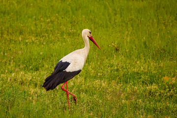 a stork sitting in the grass looking for food