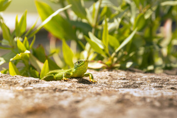 Little lizard