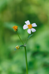 Two wild flowers on a green background