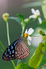 A butterfly is sucking nectar from a flower.