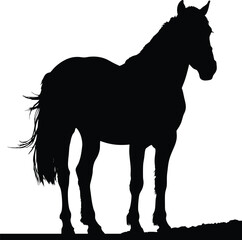 Black Silhouette of a Horse Standing on Ground