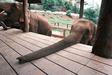 Two elephants are standing on a wooden deck