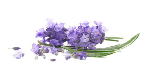 Lavender flowers, isolated on white background, (Lavandula), side view