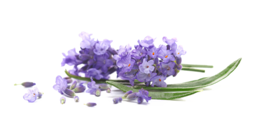 Lavender flowers, isolated on white background, (Lavandula), side view
