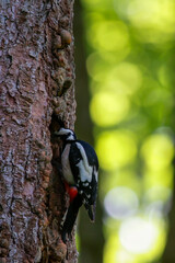 Great spotted woodpecker clinging to tree