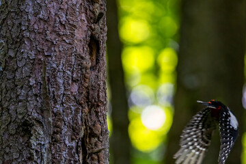 Great spotted woodpecker clinging to tree