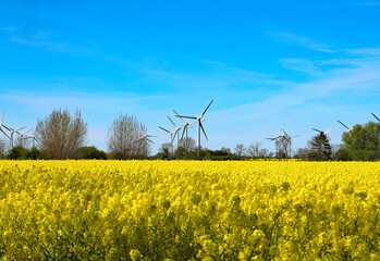 Rapsfeld mit Windrädern