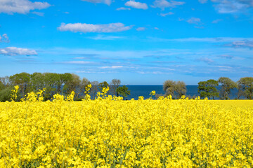 Obraz premium Rapsfeld mit Meer