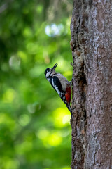 Great spotted woodpecker clinging to tree
