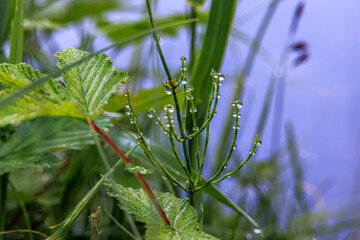 Horsetail with dew at pond margin