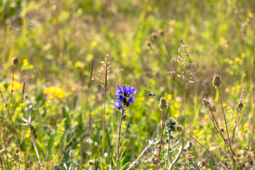 Bee flying to purple flower in summer meadow