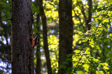 Woodpecker on spruce trunk