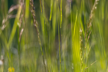 Wild grass in soft evening light, Germany, Augsburg, Haunstetten, 21 May 2025