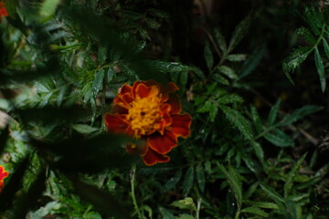 red and yellow flower