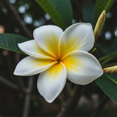 Fototapeta premium Closeup of White and Yellow Plumeria Flower