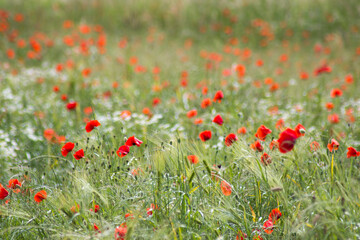 wild poppy flowers - soft focus