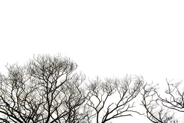 Dead Tree Isolated On White Background, Dead branches of a tree, Nature concept.