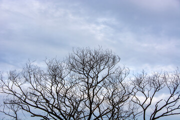 Dead Tree in nature, Dead branches of a tree, Nature concept.