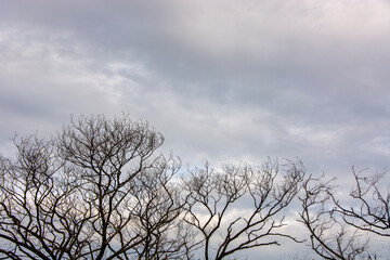 Dead Tree in nature, Dead branches of a tree, Nature concept.