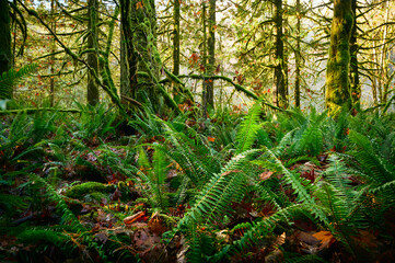 Ferns close-up. Scenic Pacific west coast rainforest, rich in moss, sword ferns, cedar trees, and Douglas fir trees. Vancouver, British Columbia, Canada