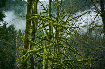 Fototapeta premium Scenic Pacific west coast rainforest, rich in moss, sword ferns, cedar trees, and Douglas fir trees. Vancouver, British Columbia, Canada