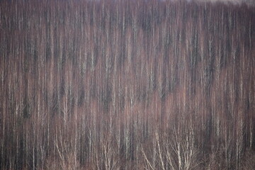 A massive forest ecosystem of birch at winter.